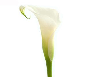 calla bianca